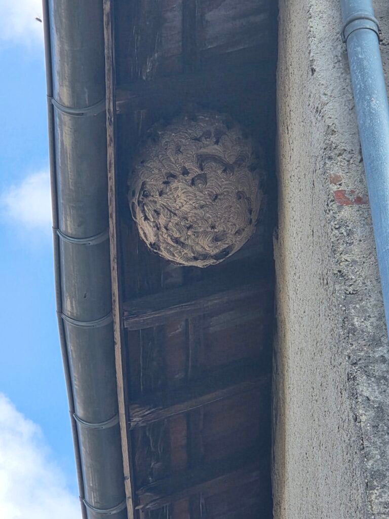 nid frelons asiatique guepe drone nettoyage